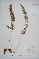 韓氏耳蕨藏品圖，第1張