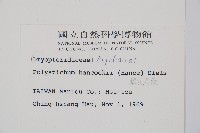 韓氏耳蕨藏品圖，第2張