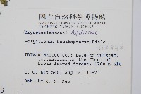 對生耳蕨藏品圖，第2張