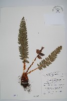 硬葉耳蕨藏品圖，第1張
