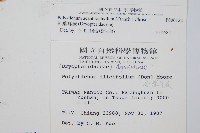 硬葉耳蕨藏品圖，第2張