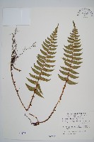 鞭葉耳蕨藏品圖，第1張