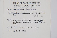 鞭葉耳蕨藏品圖，第2張