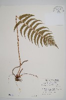 鞭葉耳蕨藏品圖，第1張