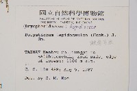 鞭葉耳蕨藏品圖，第2張