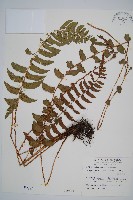 鞭葉耳蕨藏品圖，第1張