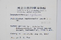 鞭葉耳蕨藏品圖，第2張