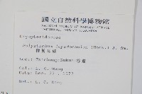 鞭葉耳蕨藏品圖，第2張