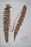 軟骨耳蕨藏品圖，第1張