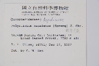 軟骨耳蕨藏品圖，第2張