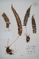 軟骨耳蕨藏品圖，第1張