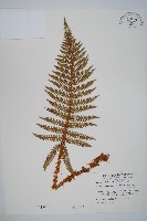 尖葉耳蕨藏品圖，第1張