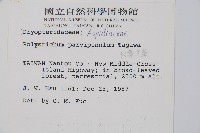 尖葉耳蕨藏品圖，第2張