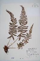 尖葉耳蕨藏品圖，第1張