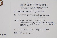 尖葉耳蕨藏品圖，第2張