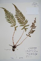 黑鱗耳蕨藏品圖，第1張