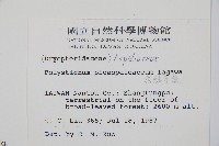 黑鱗耳蕨藏品圖，第2張