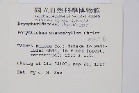 芽胞耳蕨、芽孢耳蕨藏品圖，第2張