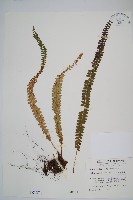 芽胞耳蕨、芽孢耳蕨藏品圖，第1張