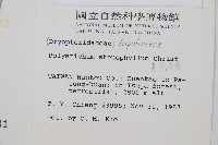 芽胞耳蕨、芽孢耳蕨藏品圖，第2張