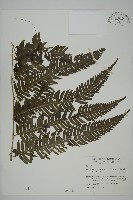 長柄牙蕨藏品圖，第1張