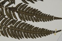 長柄牙蕨藏品圖，第3張