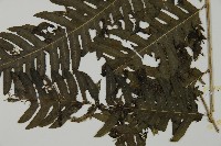 長柄牙蕨藏品圖，第4張