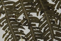 長柄牙蕨藏品圖，第5張