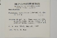 長柄牙蕨藏品圖，第2張