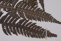 長柄牙蕨藏品圖，第3張