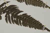 長柄牙蕨藏品圖，第3張