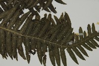 長柄牙蕨藏品圖，第6張