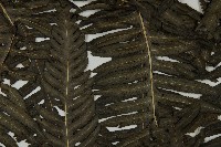 長柄牙蕨藏品圖，第7張