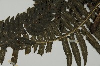 長柄牙蕨藏品圖，第8張