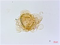 長柄牙蕨藏品圖，第3張