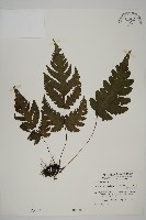 陰地三叉蕨藏品圖，第1張