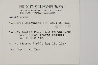 陰地三叉蕨藏品圖，第2張