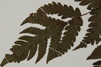 陰地三叉蕨藏品圖，第4張