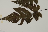 陰地三叉蕨藏品圖，第5張