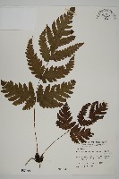 陰地三叉蕨藏品圖，第1張