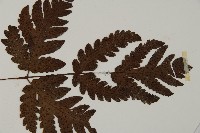 陰地三叉蕨藏品圖，第3張