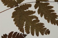 陰地三叉蕨藏品圖，第4張