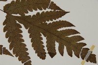 陰地三叉蕨藏品圖，第5張