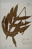 翅柄三叉蕨藏品圖，第1張