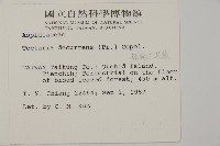 翅柄三叉蕨藏品圖，第2張