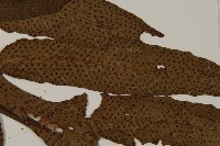 翅柄三叉蕨藏品圖，第4張