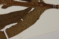 翅柄三叉蕨藏品圖，第5張