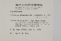 蛇脈三叉蕨藏品圖，第2張