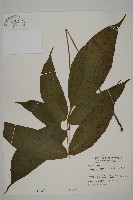 南投三叉蕨藏品圖，第1張