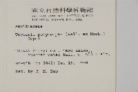 南投三叉蕨藏品圖，第2張